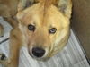 Teddy Bear ADOPTED