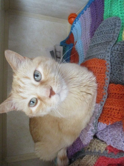 Ollie ADOPTED