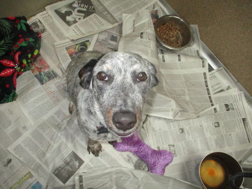 Daisy ADOPTED