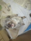 Daisy ADOPTED