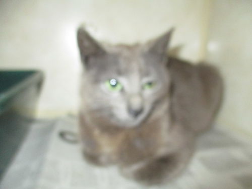Waif ADOPTED