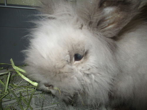 Dani ADOPTED