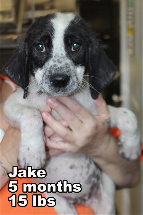 Jake ADOPTED