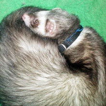 ferret