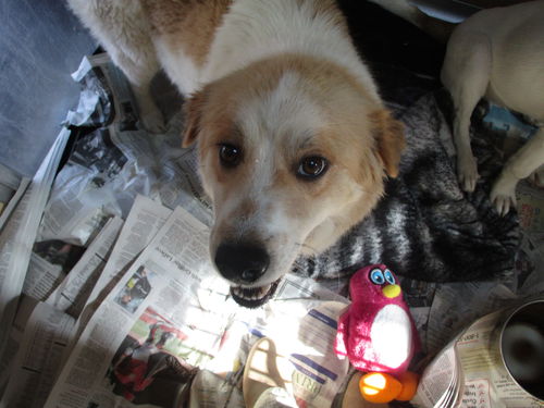 Calie ADOPTED