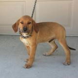 Zippy ADOPTED