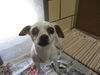 Izzy ADOPTED