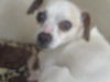 Izzy ADOPTED