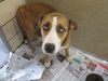 Ivan ADOPTED