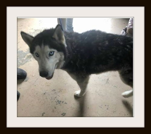 Zeus ADOPTED