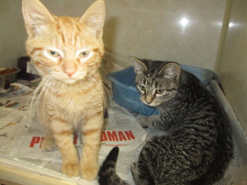 Tabby Kids ALL ADOPTED