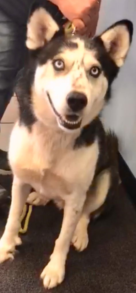 Yukon AKA Jasper ADOPTED