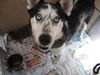 Yukon AKA Jasper ADOPTED