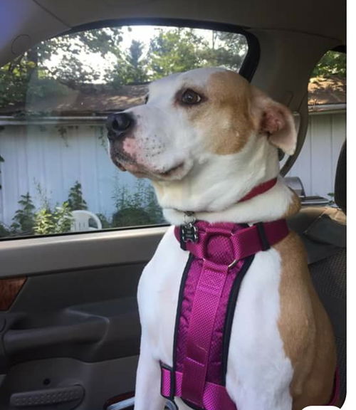 Daisy ADOPTED