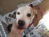 Daisy ADOPTED