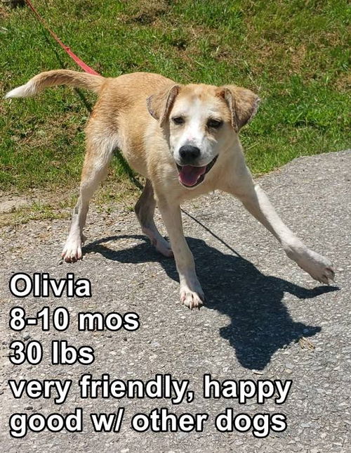 Olivia ADOPTED