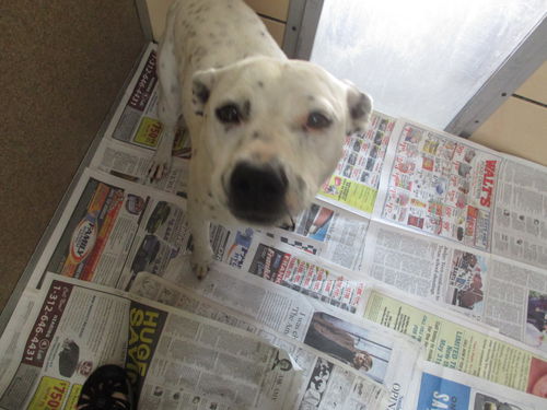 Zelda ADOPTED