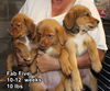 Fab 5  ALL ADOPTED