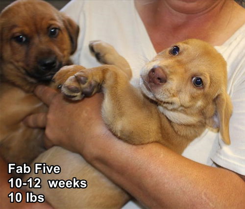 Fab 5  ALL ADOPTED