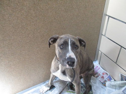 Vanilla ADOPTED