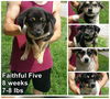 Faithful Five ALL ADOPTED