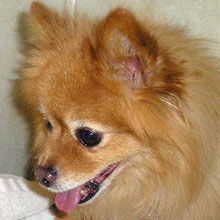 Teddy