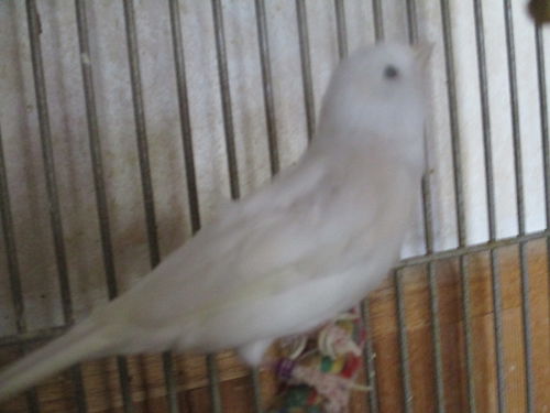 Flitter ADOPTED