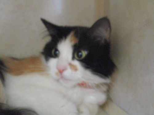 cali ADOPTED