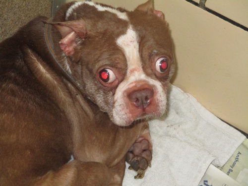 Jackson ADOPTED