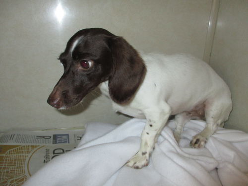 Vicky ADOPTED