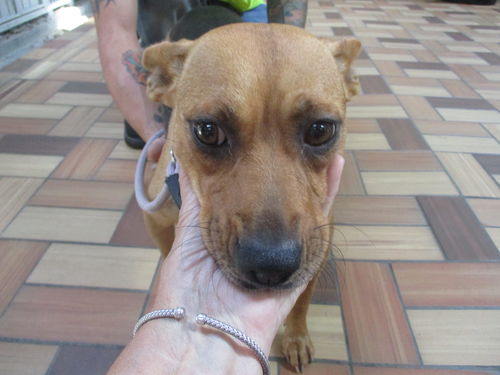 Jackie ADOPTED