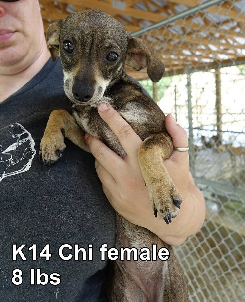 K 14 Little Girl ADOPTED