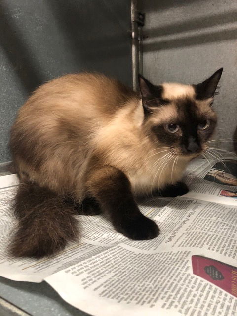 Taffy ADOPTED