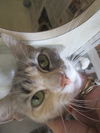 Baba ADOPTED