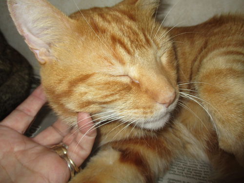 Tallahasse ADOPTED