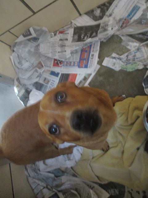Tank ADOPTED