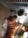 Tank ADOPTED