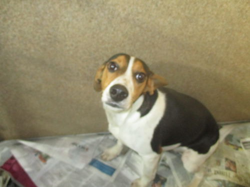 Zane ADOPTED