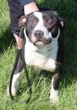 Zippy ADOPTED