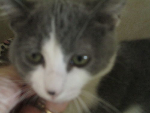 Fluffy ADOPTED