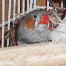 finches