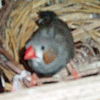 finches