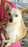 Teddy ADOPTED