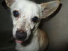 Teddy ADOPTED