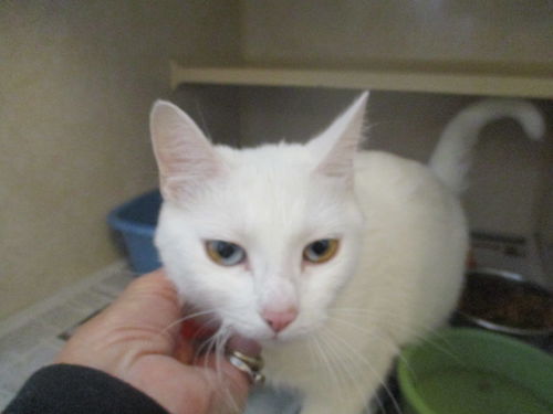Daisy ADOPTED