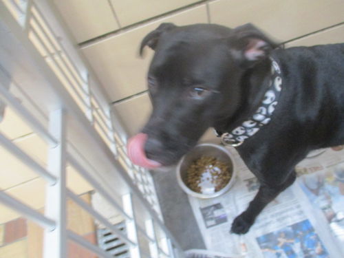 Tank ADOPTED
