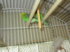Zee Zee Top ADOPTED