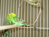 Zee Zee Top ADOPTED
