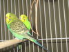 Zee Zee Top ADOPTED