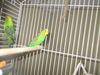 Zee Zee Top ADOPTED